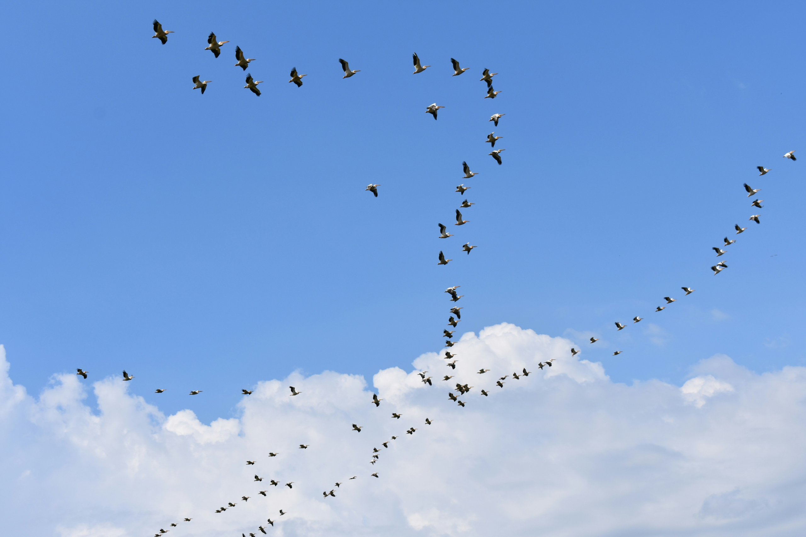 Vogelschwarm formt sich am Himmel – Organizability: Organisationen als lernende soziale Systeme bei TCJG